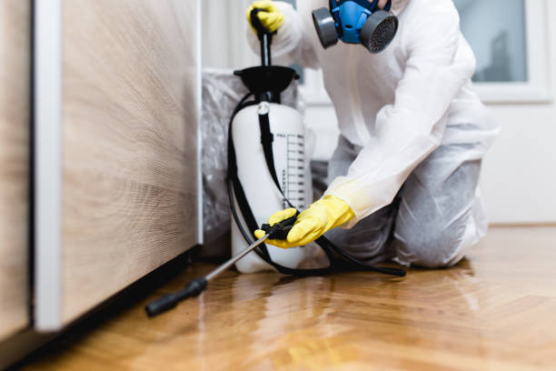 Best Flea Control Services  in York, PA